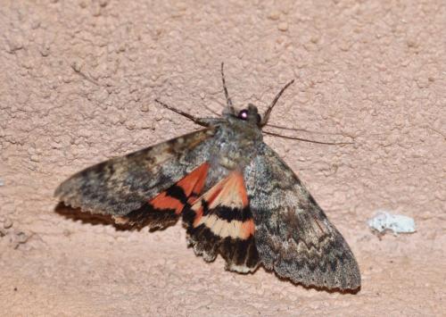 Réf. 181 197 : Catocala elocata